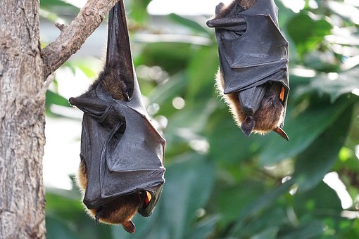 flying-foxes-2237209__340