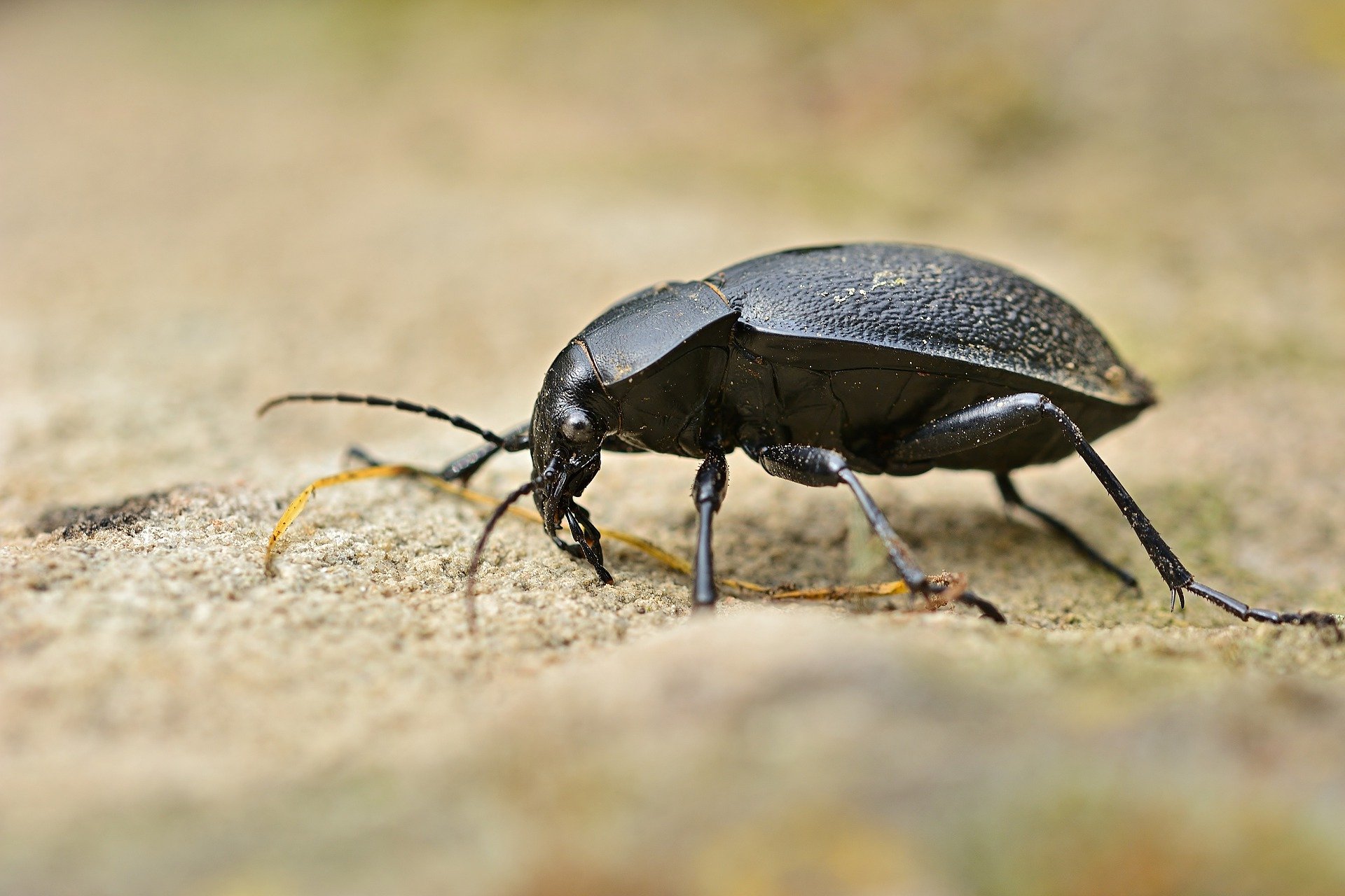 2 beetle-5224434_1920 (1)